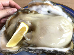 渥美半島伊良湖岬　初夏～夏の名物『岩ガキ』を食べに2026