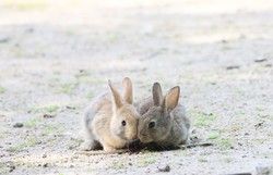 夏の大久野島のうさぎさんは？