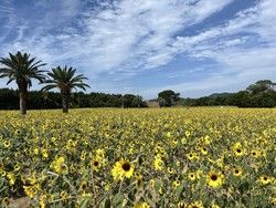 菜の花ガーデンのひまわりが見頃です🌻