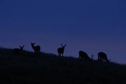 夜のプログラム☆ナイトサファリ夜の野生の鹿に会いに行こう