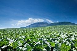 8月2日は・・・「嬬恋高原キャベツの日」