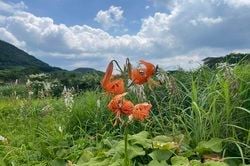 8月上旬の鏡ヶ成情報
