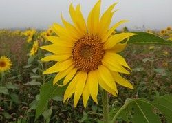 ひまわり畑を紹介します！
