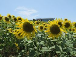 ひまわり♪・・・あわじ花さじき