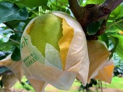 幸水梨入荷します☆