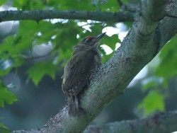 野鳥たちが巣立ちの季節を迎えました！