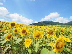 ひるぜんジャージーランド　ひまわり開花情報