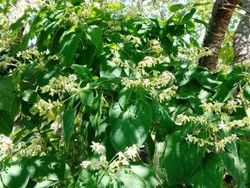 夏から秋にかけて楽しめる「クサギ」の花