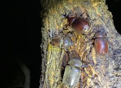 またまた夜の山へ！電柱の灯りに集まる昆虫たち」