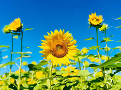 蒜山高原のひまわり🌻見頃となりました