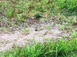 高原の疾走者　コオニヤンマを見に行こう‼