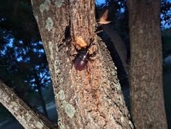 夏の王者発見までの奮闘記