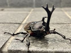 玄関前にカブトムシ飛来！