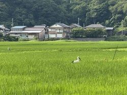 ばったり〇〇〇〇〇！