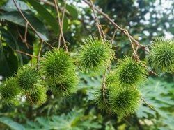 栗？それともインドネシアのランブータン？