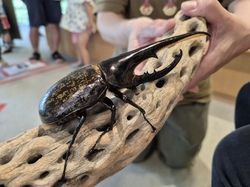 夏休みにおすすめの観光地です♪～石川県ふれあい昆虫館～