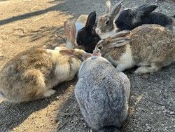 夏のうさぎさんはどうしてるの？