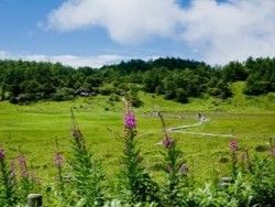 高山植物の楽園「池の平湿原」ガイドウォーク開催中！