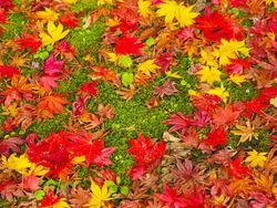 🍁なぜ落葉樹の葉は赤や黄色に変わる？
