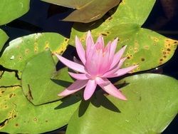 スイレンの花、咲き始めました！！