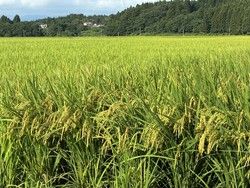 もうすぐ収穫