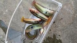 大久野島の釣り事情！！！