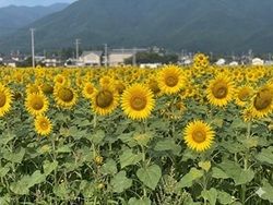夏を代表する花ヒマワリ