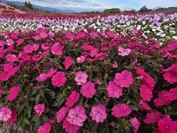 サンパチェンスの時期が始まりました！