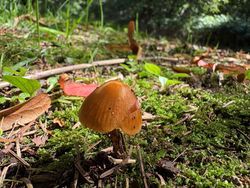 足元に、ちいさな発見！🍄