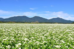 まもなく見頃！　蒜山高原の蕎麦の花