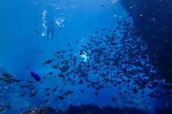 楽しいガイドとともにいざ！ヒリゾ浜へ