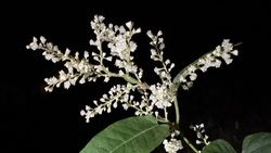 支笏湖で見つけた”虎の杖”⁉オオイタドリの秘密