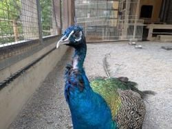 足羽山の小さな動物園に行ってきました♪