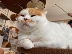 猫たちに癒される「猫カフェ　アイドルズー」