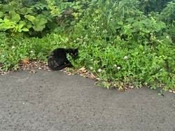 キャンプ場で見かけた気まぐれさん