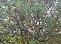 秋の訪れを知らせる「ナナカマド」