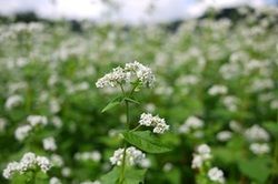 秋の訪れを告げる純白のじゅうたん♪「ソバの花」が見頃です。