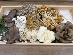 秋の味覚といえば信州のキノコ！