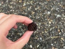 これってなーんだ？？