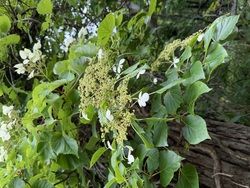 木を登るアジサイ？「ツルアジサイ」