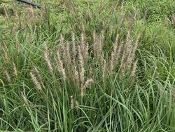猫じゃらしみたいな植物