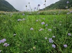 奥大山(鏡ヶ成)のマツムシソウ見頃になってきました