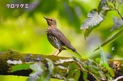 南阿蘇ビジターセンター便り