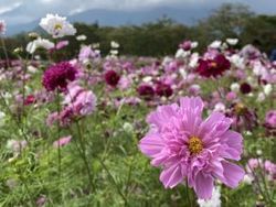 色とりどりに咲く13万本のコスモス🌸