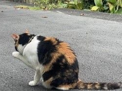 南伊豆で出会える猫