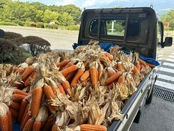 ロビーの地トウキビを入れ替えました🌽