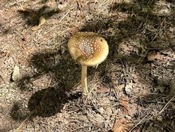 キノコ博士への道『食べれるきのこを覚えましょう』