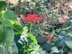 RED SPIDER LILY