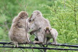 「奥日光で出会える野生動物のサル🐒」