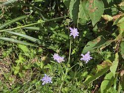 休暇村園地内の花について